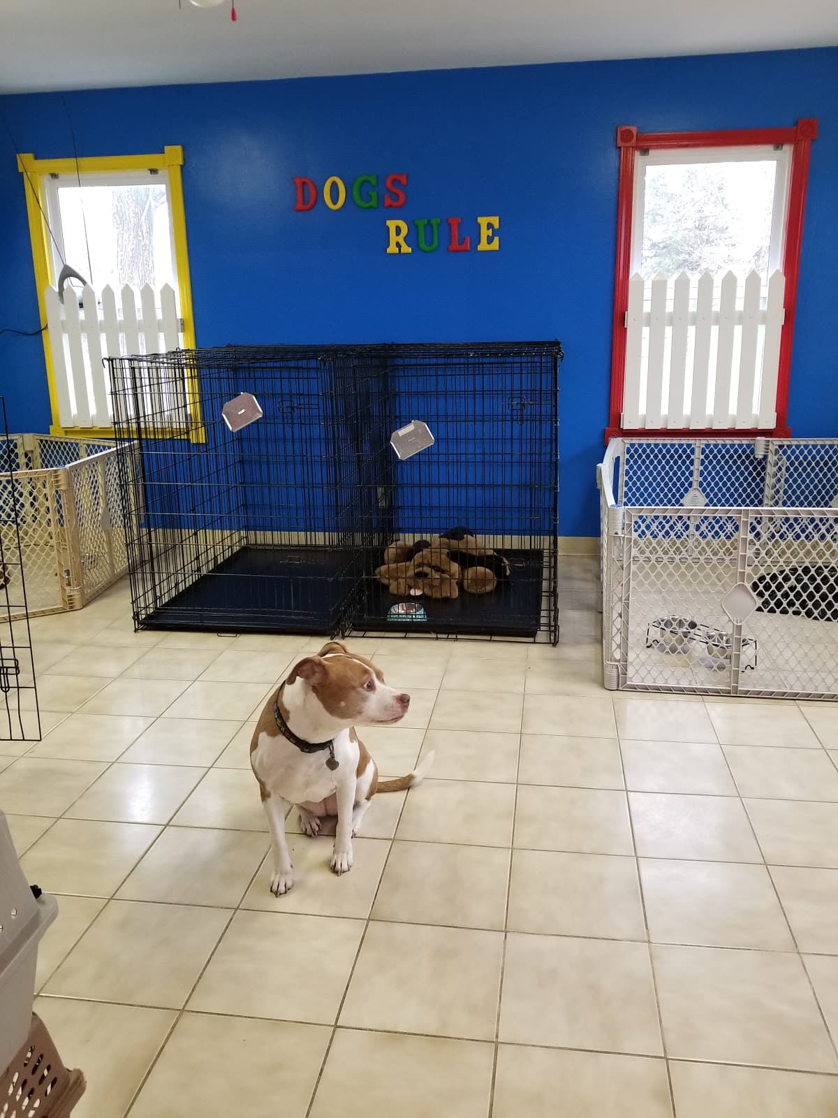Mr Scott's Dog Resort - Pet groomer in North Aurora, IL