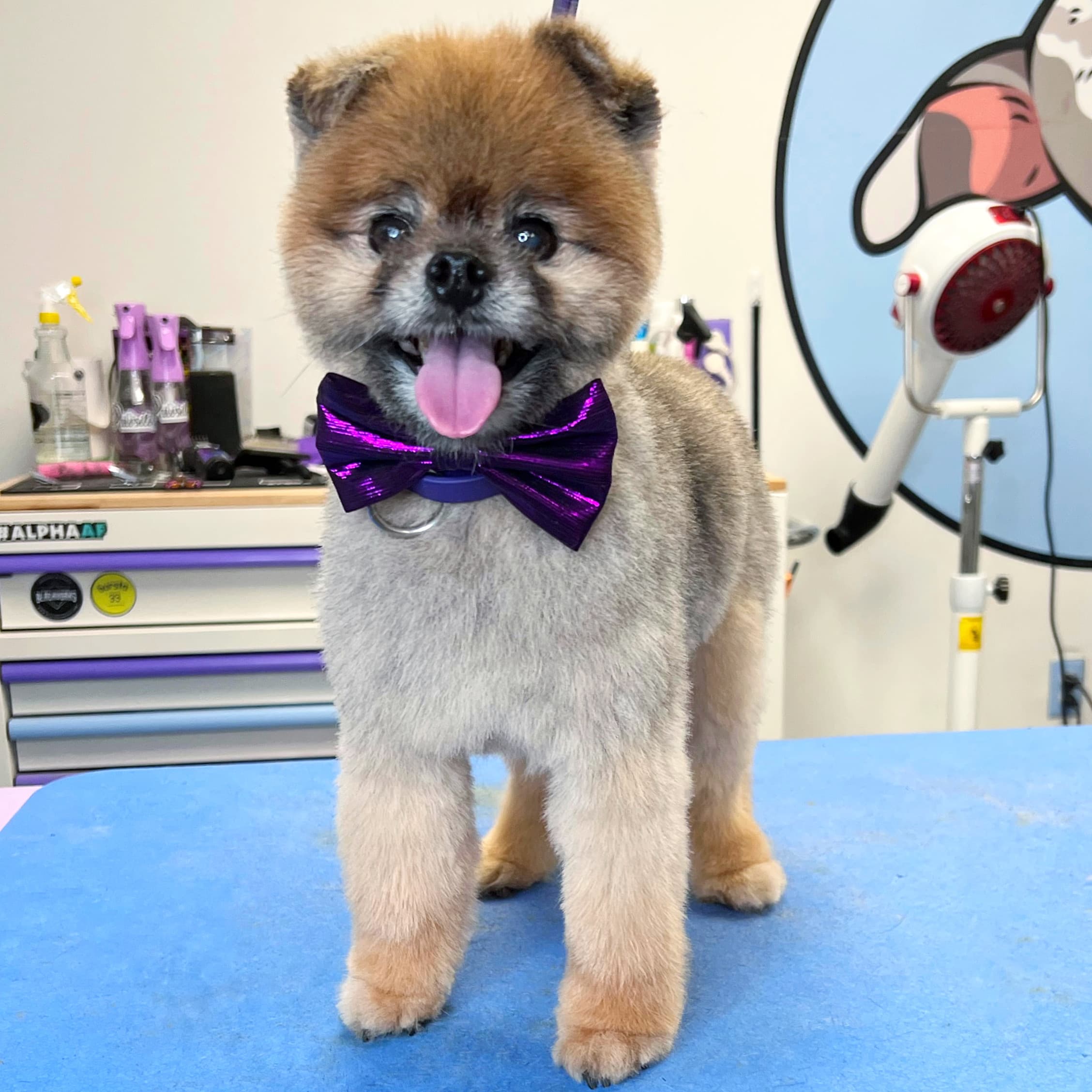 Pawsitive Transfurmations - Pet groomer in Pittsburgh, PA