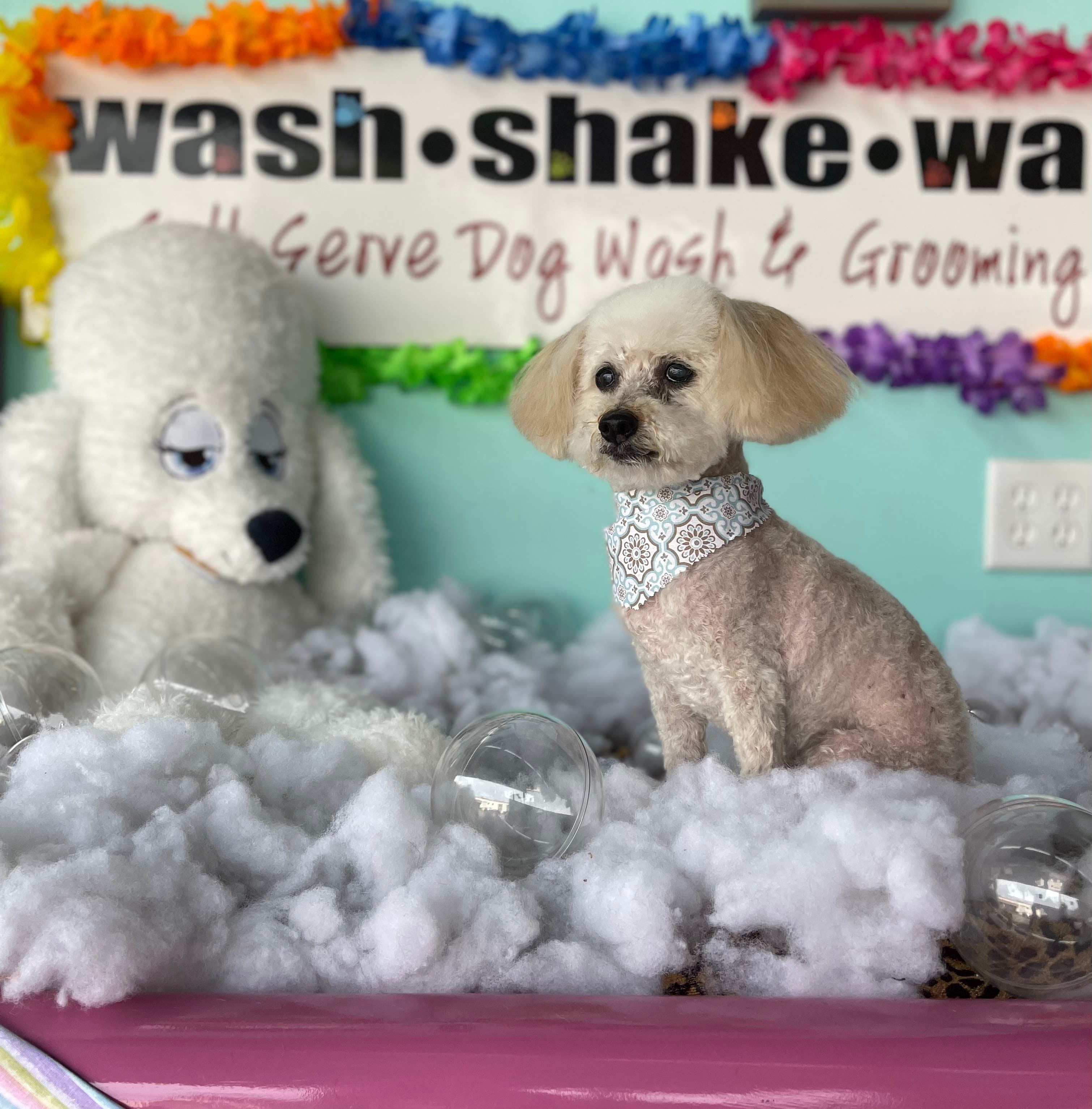 Wash Shake Wag - Dog Grooming, San Antonio, TX - Pet groomer in San Antonio, TX