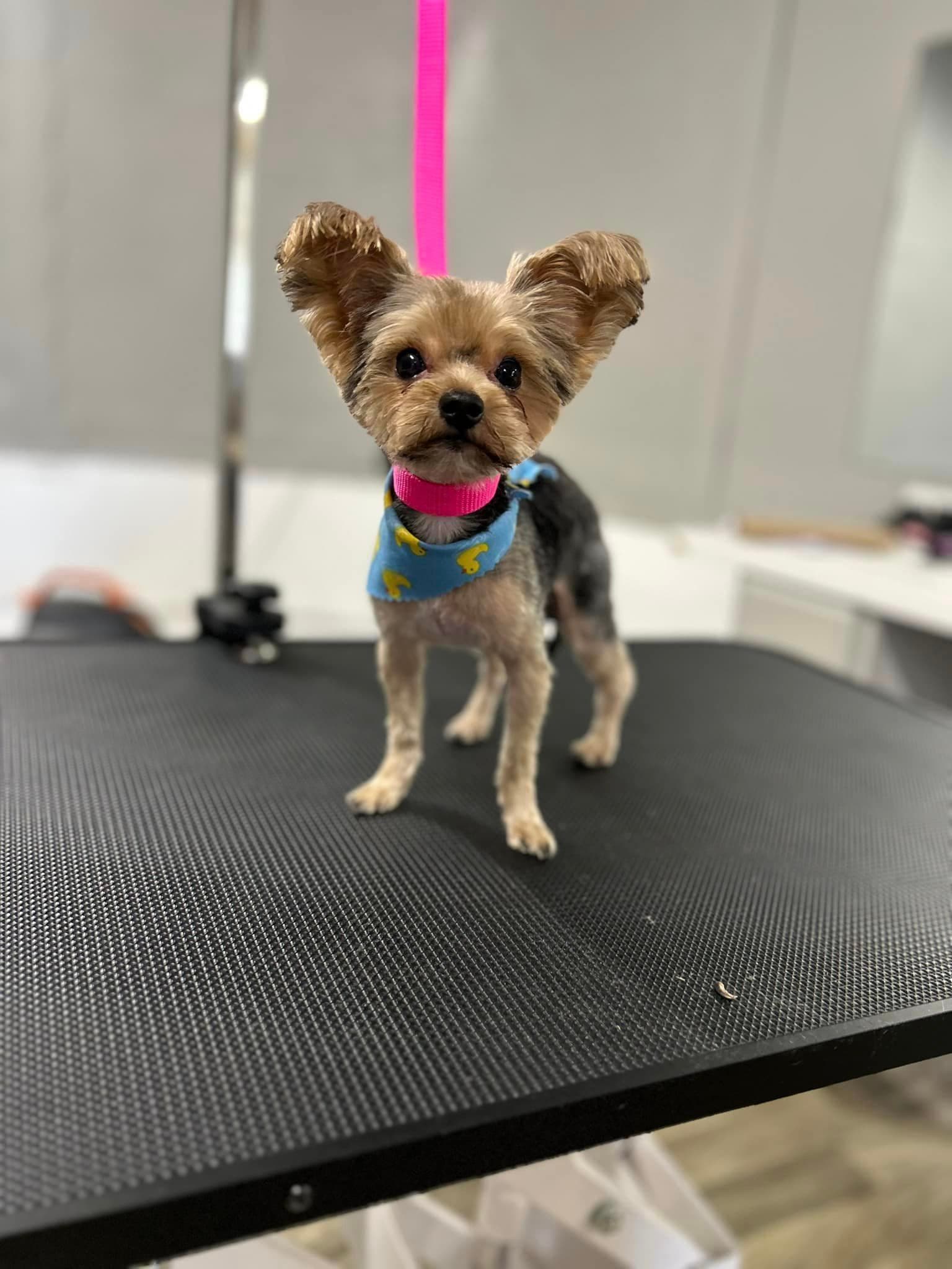 Detroit Dog Salon - Pet groomer in Detroit, MI