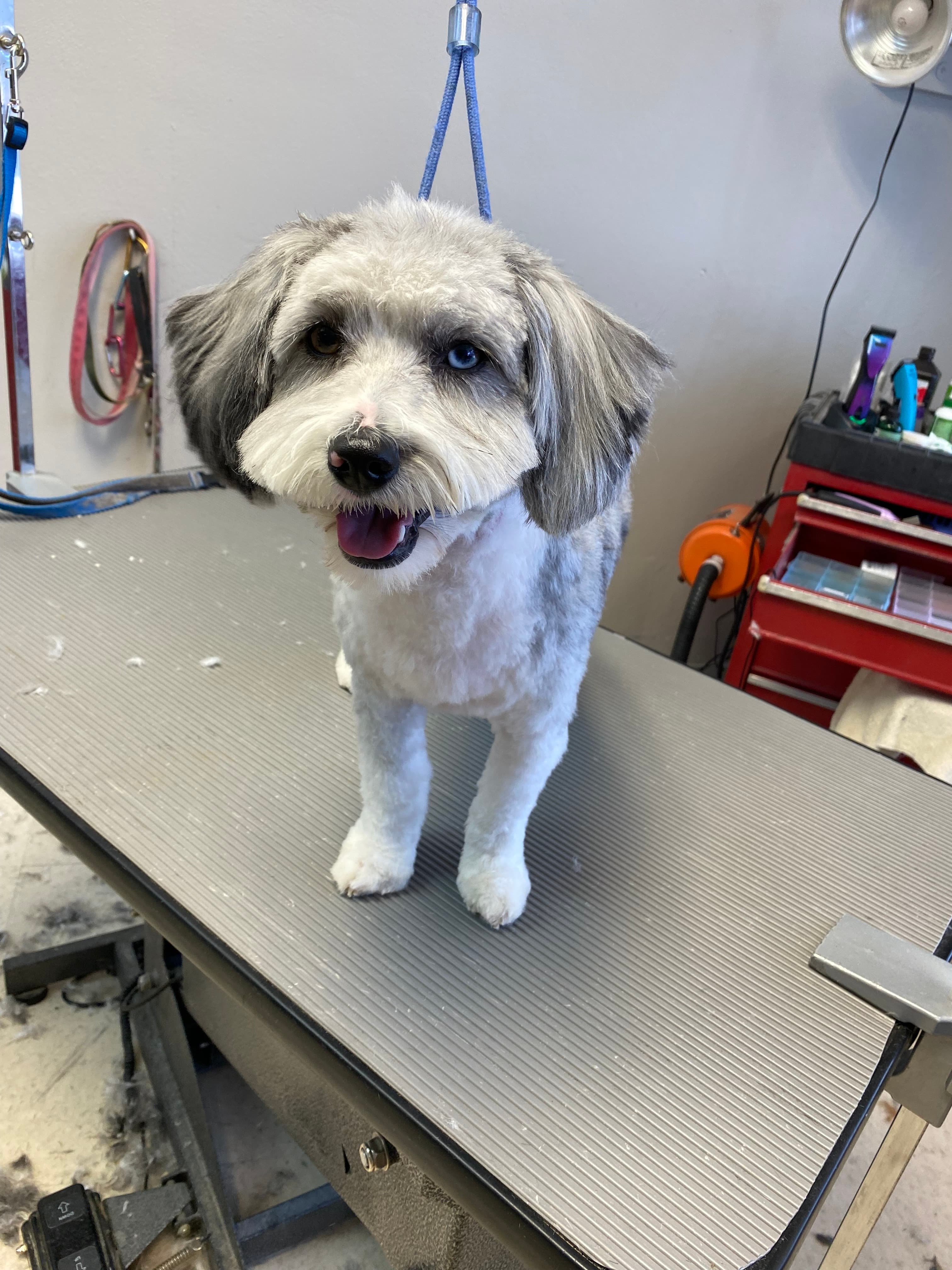 Ali's Pali's South County Pet - Pet groomer in Mehlville, MO