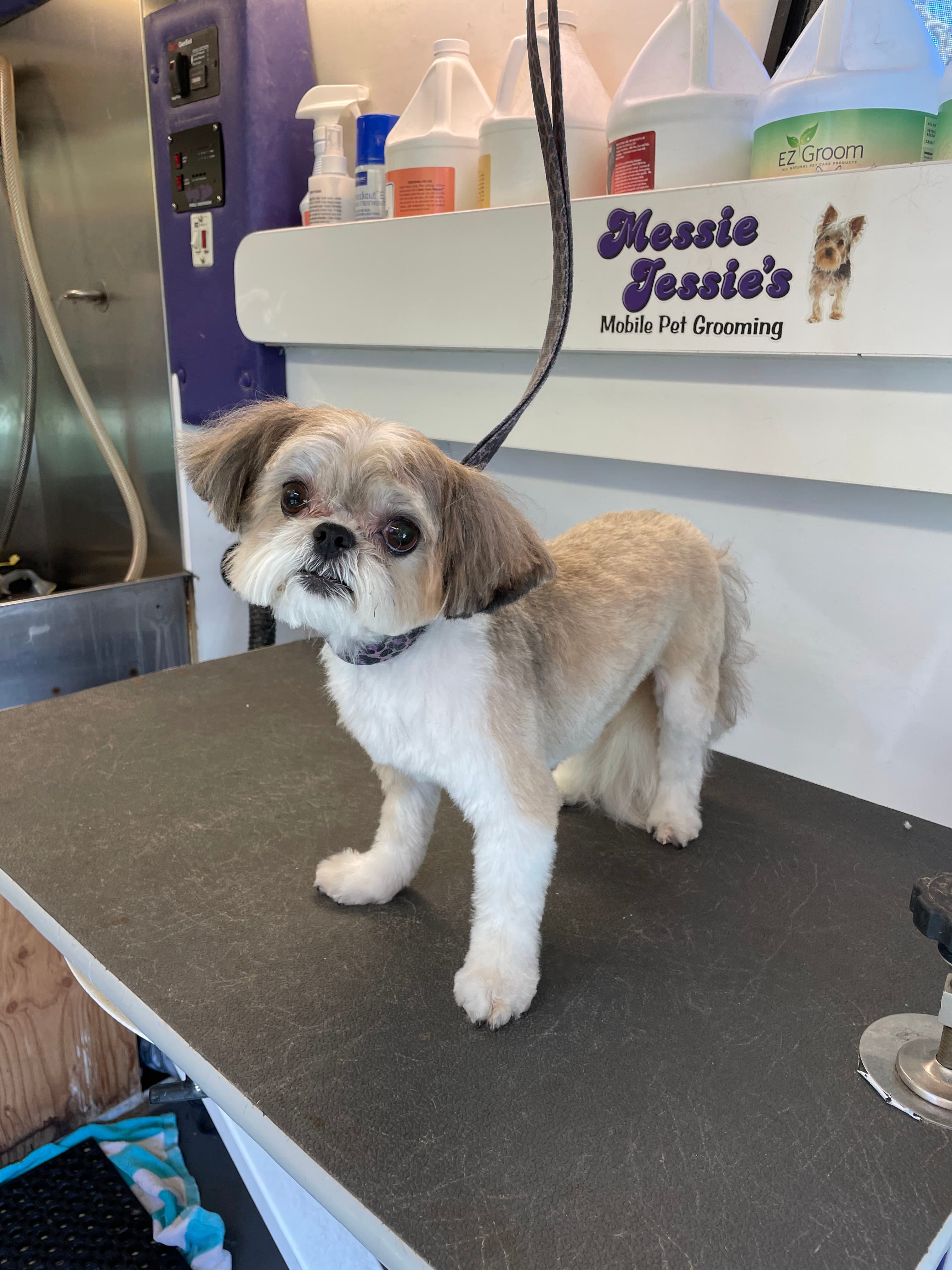 Messie Jessie’s Mobile Grooming - Pet groomer in Belton, MO