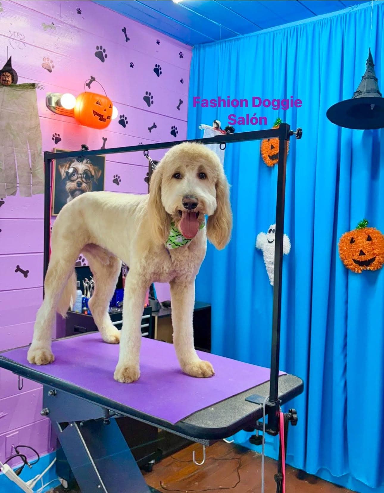 Fashion Doggie Salon - Pet groomer in San Antonio, TX