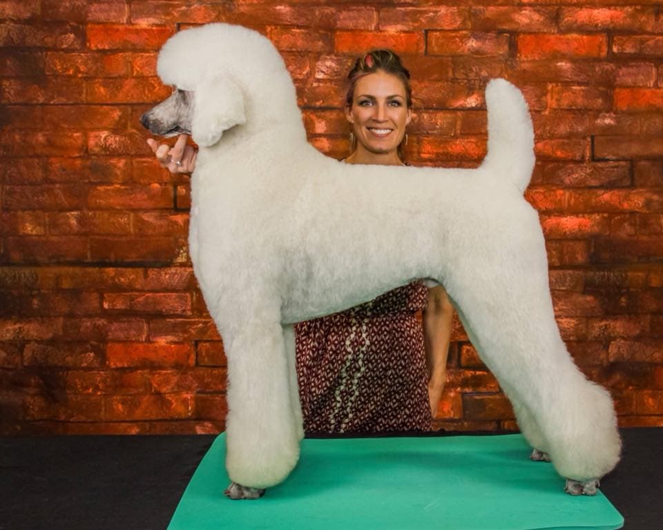 The Urban Paw - Pet groomer in Platte Woods, MO