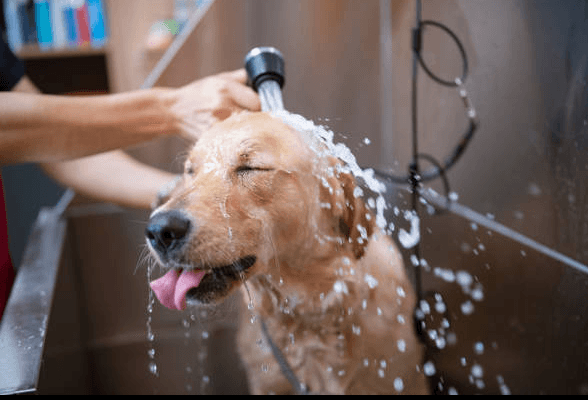 Mom's Mobile Mutt Makeovers - Pet groomer in Tampa, FL