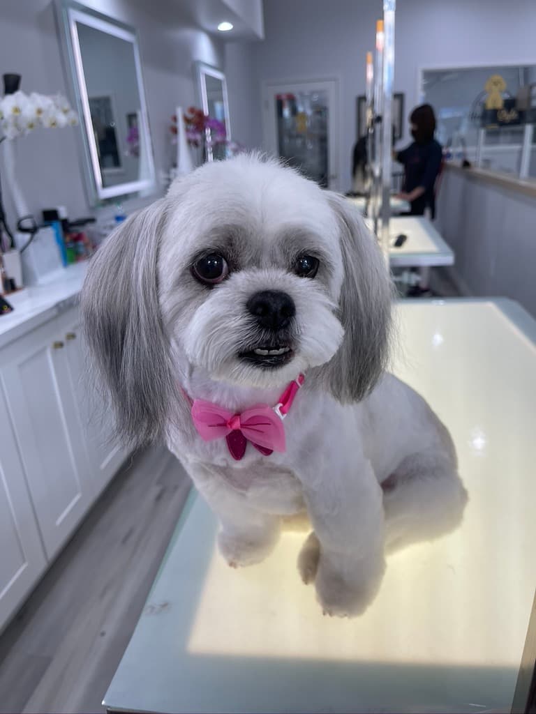 Henley Style Pet Grooming & Spa - Pet groomer in Beverly Hills, CA