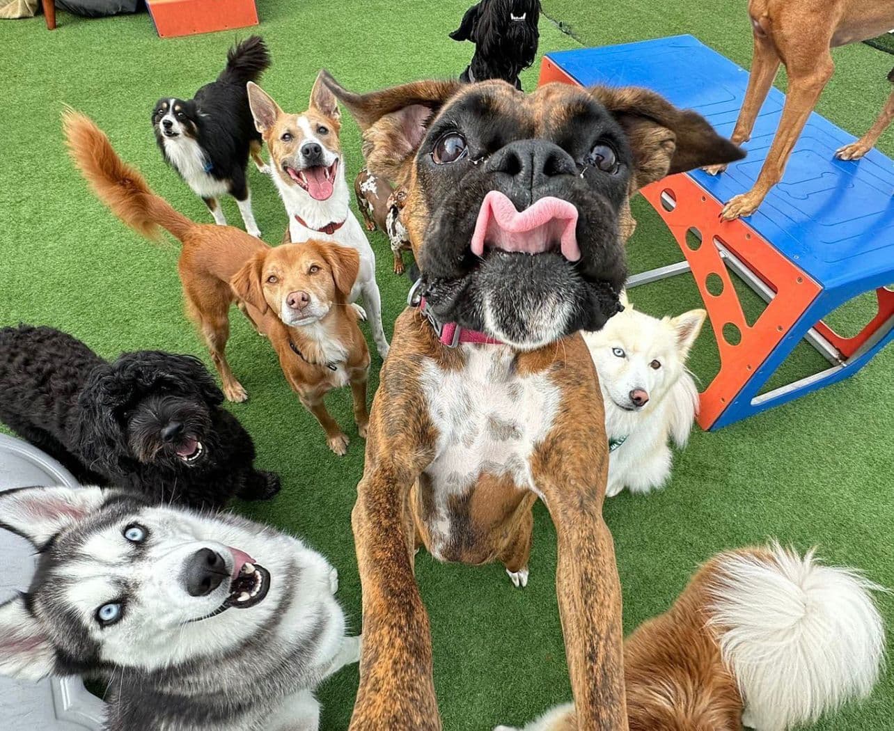 All Dogs In City - Pet groomer in Queens, NY
