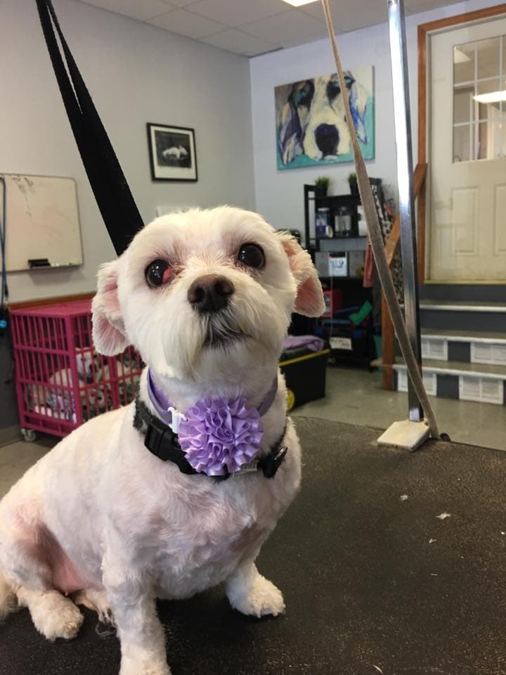 Precious Pets Inc - Pet groomer in Winthrop, MA