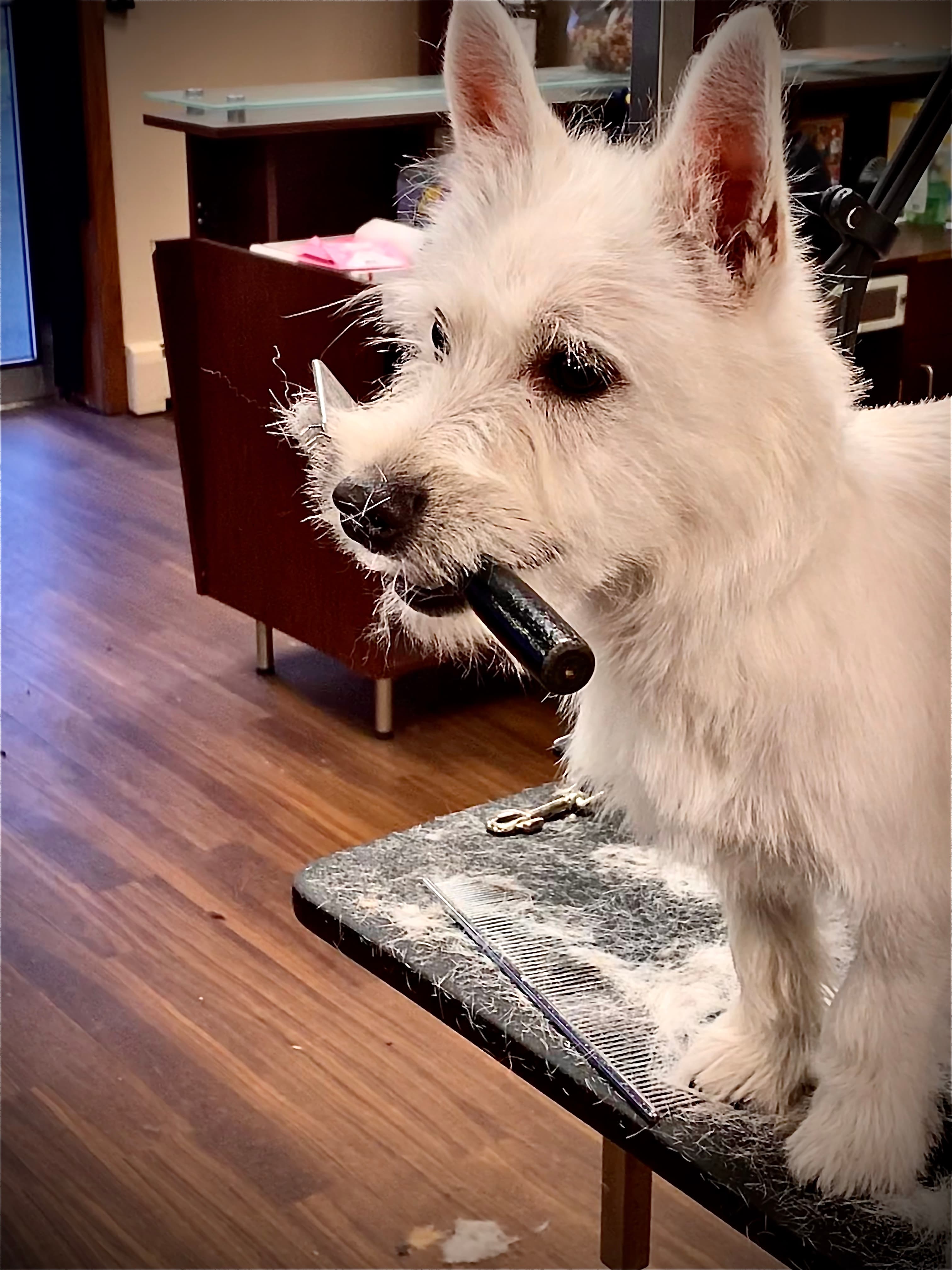 South Paw Pet Grooming - Pet groomer in South St Paul, MN