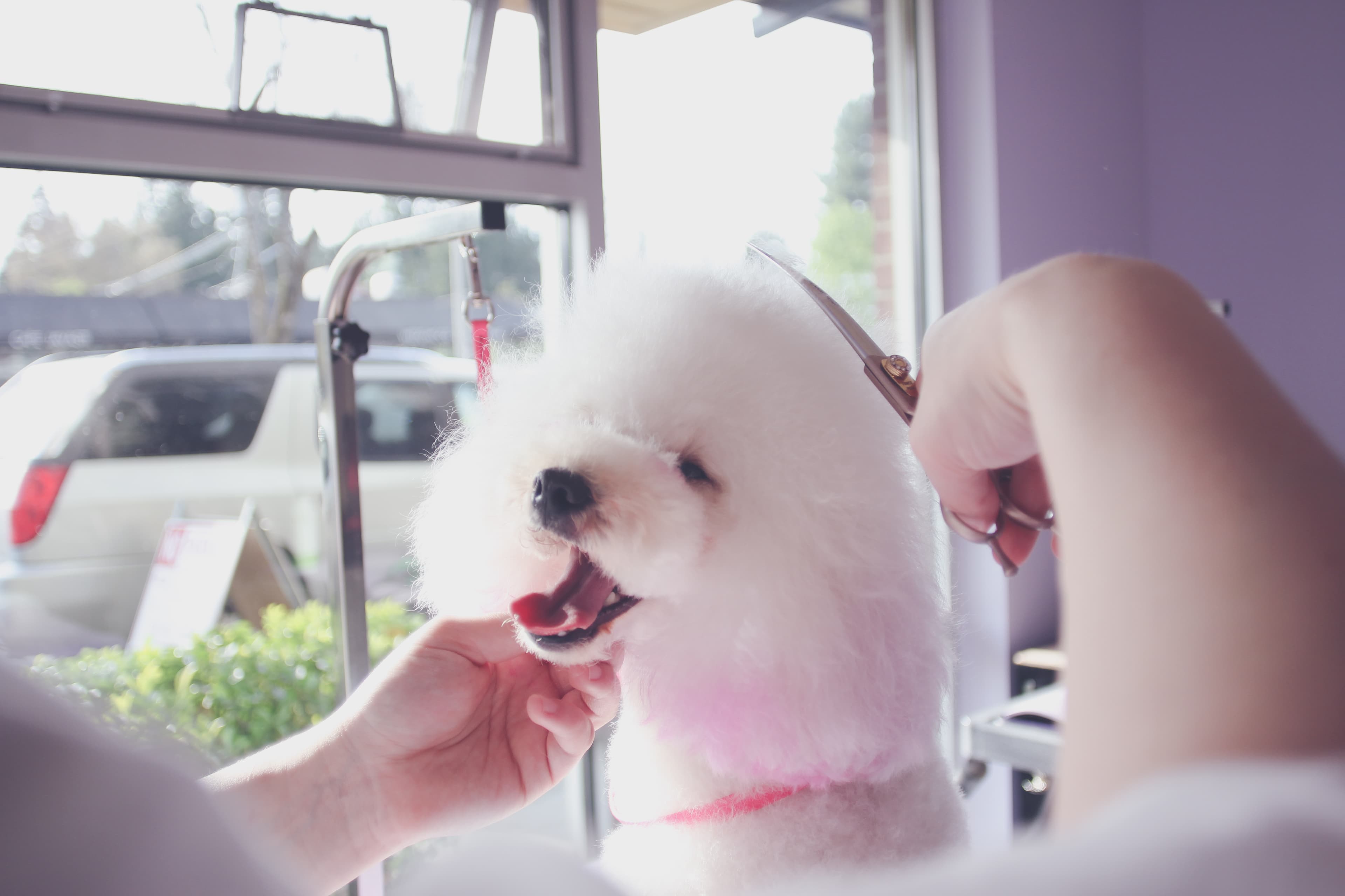 cloudberry pet salon - Pet groomer in Seattle, WA