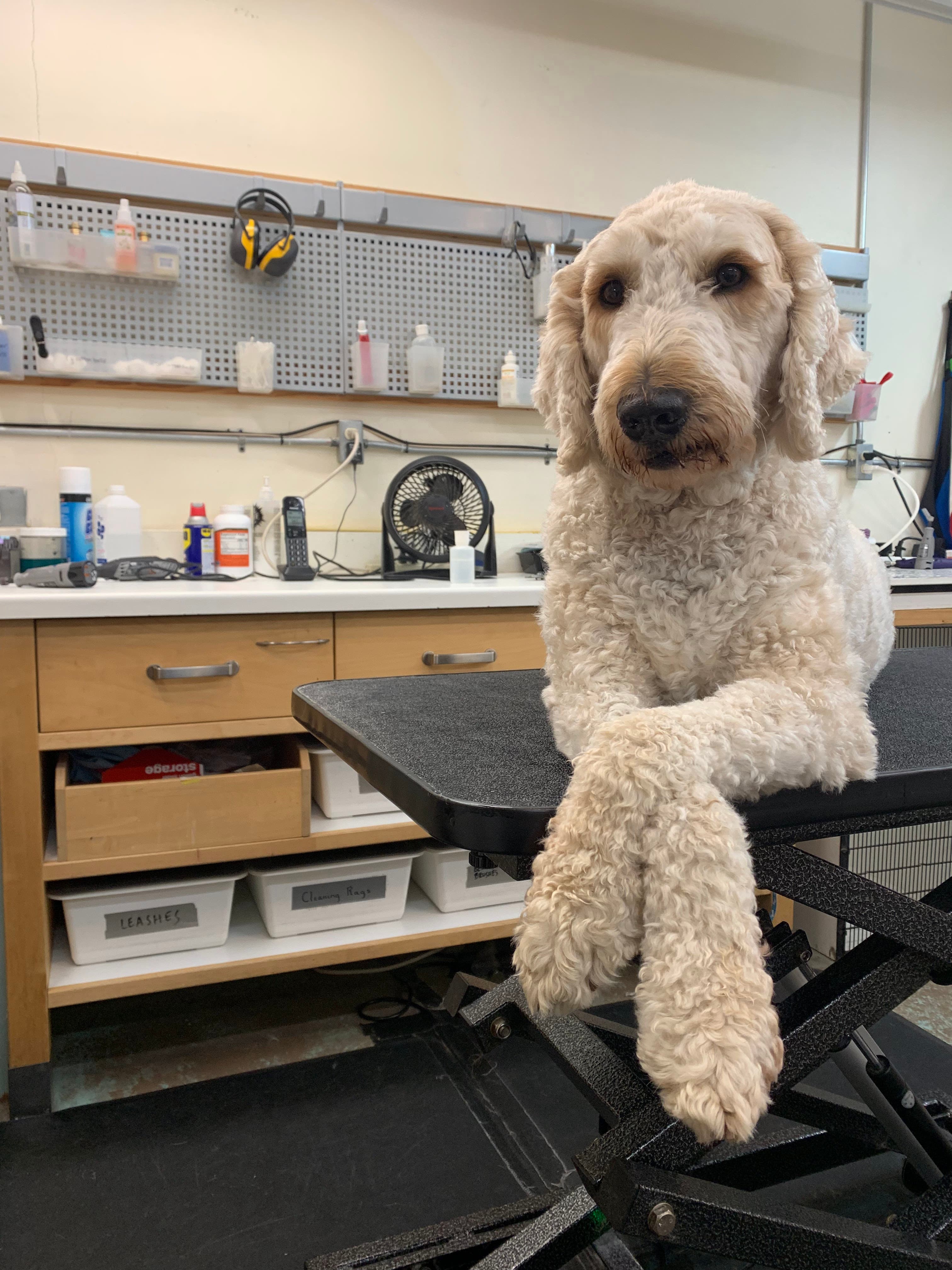 Dog Star Grooming - Pet groomer in Seattle, WA