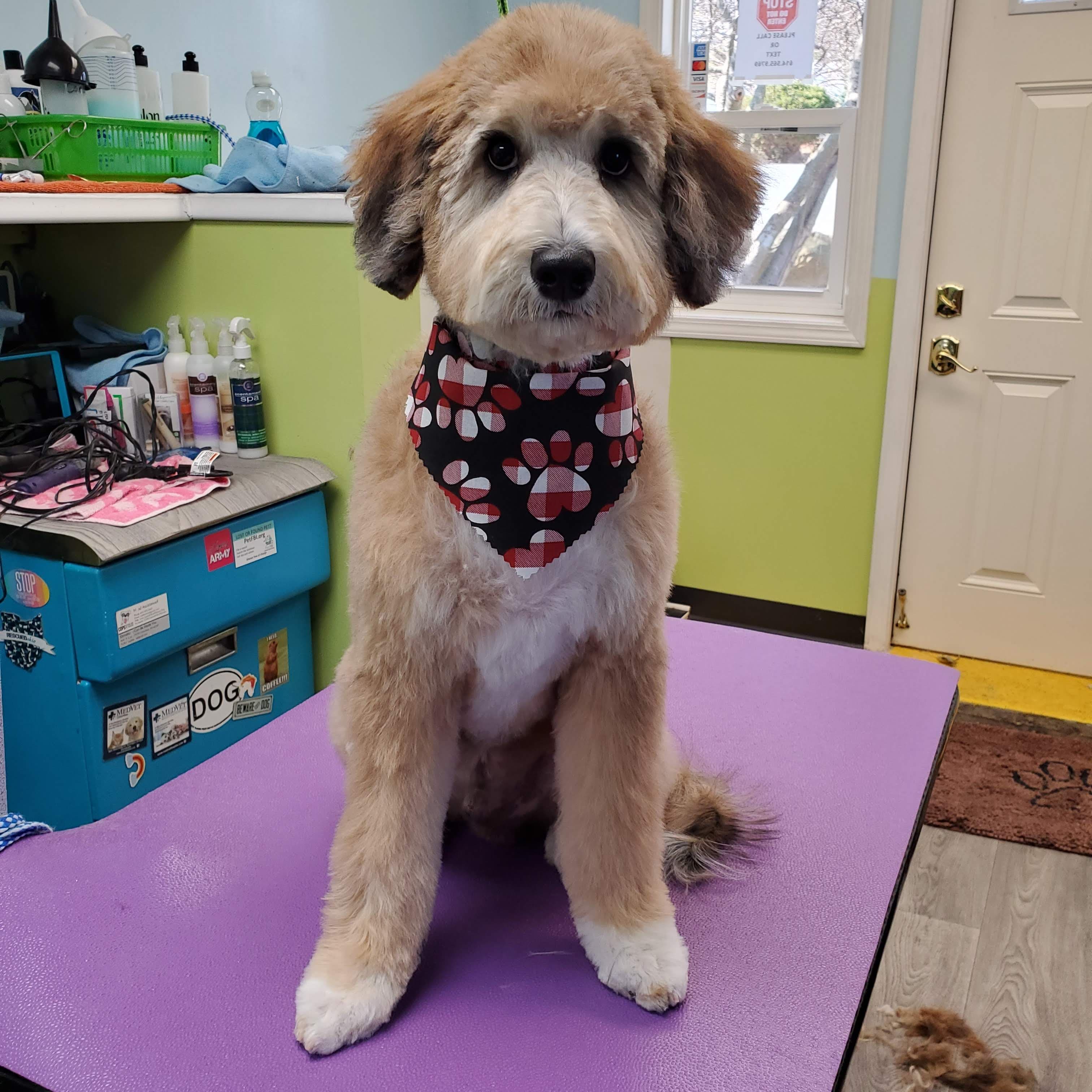 The Dog Loft LP - Pet groomer in Columbus, OH