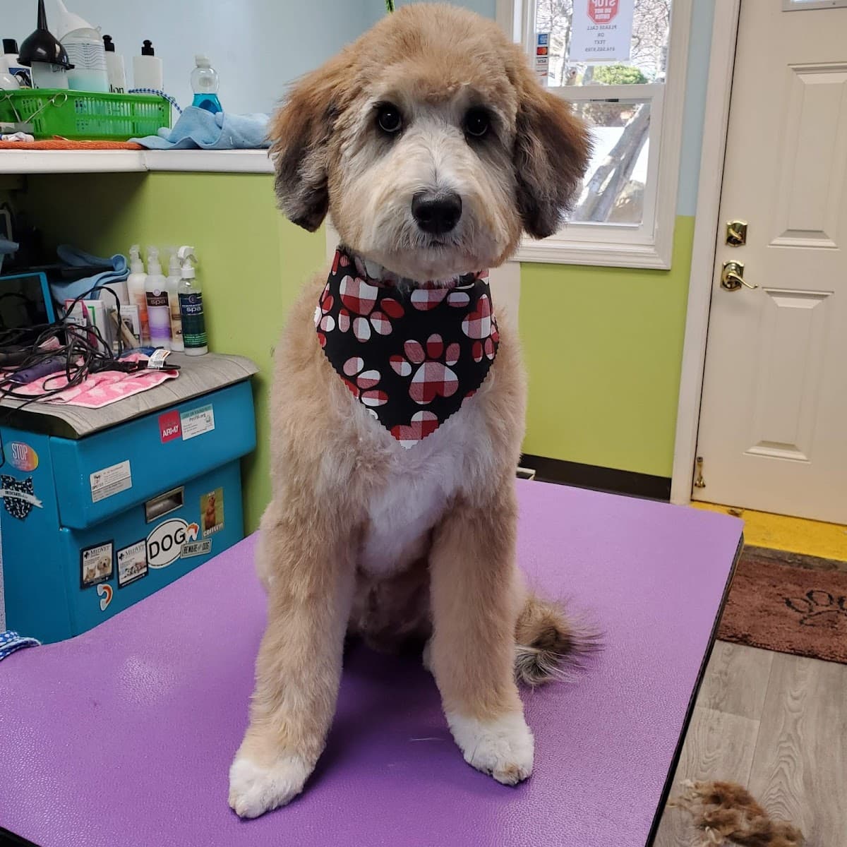 The Dog Loft LP - Pet groomer in Columbus, OH