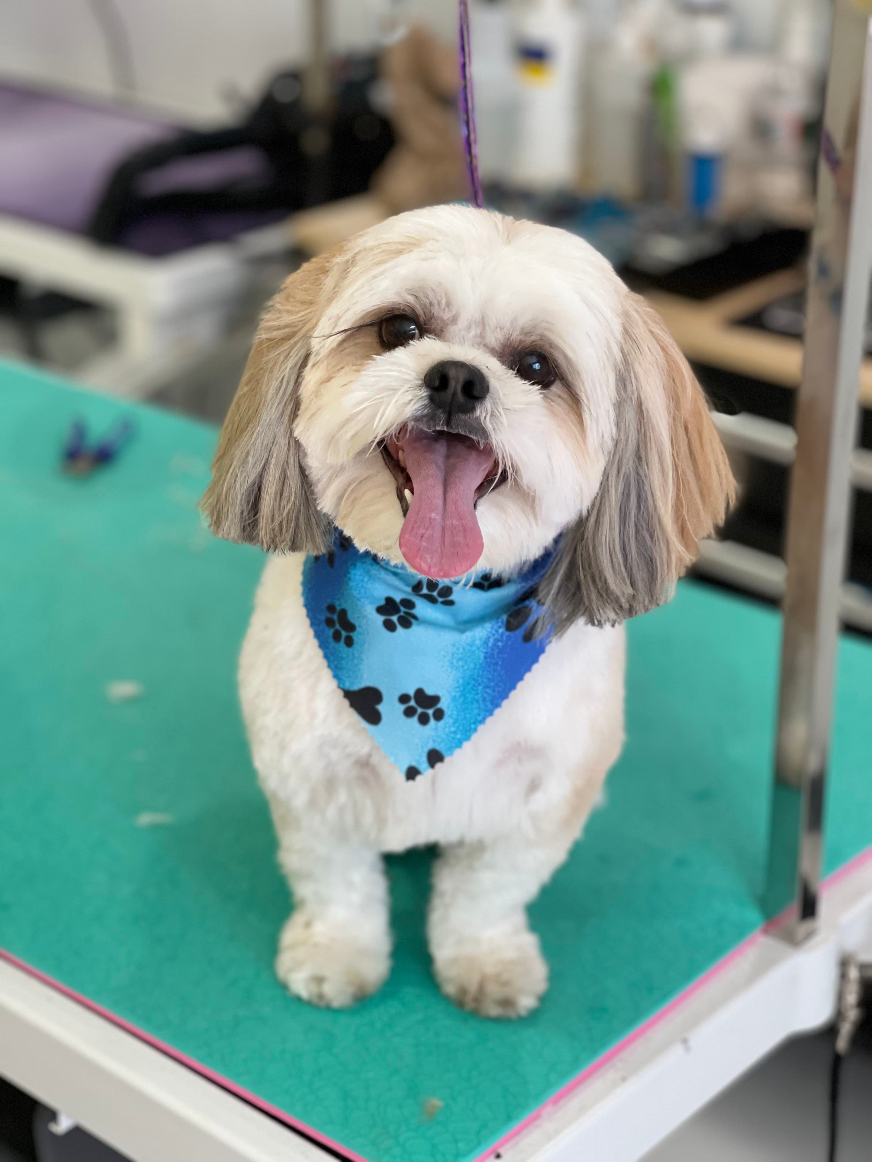 Four Paws Grooming inc. - Pet groomer in Everett, MA