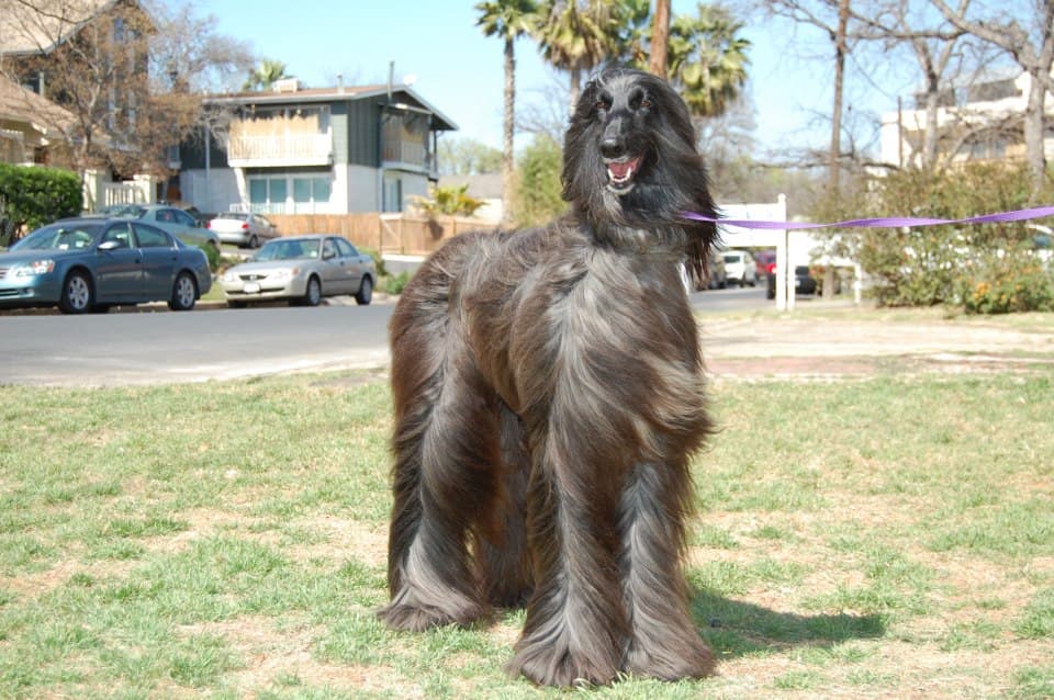 Midtown Groom & Board - Pet groomer in Austin, TX