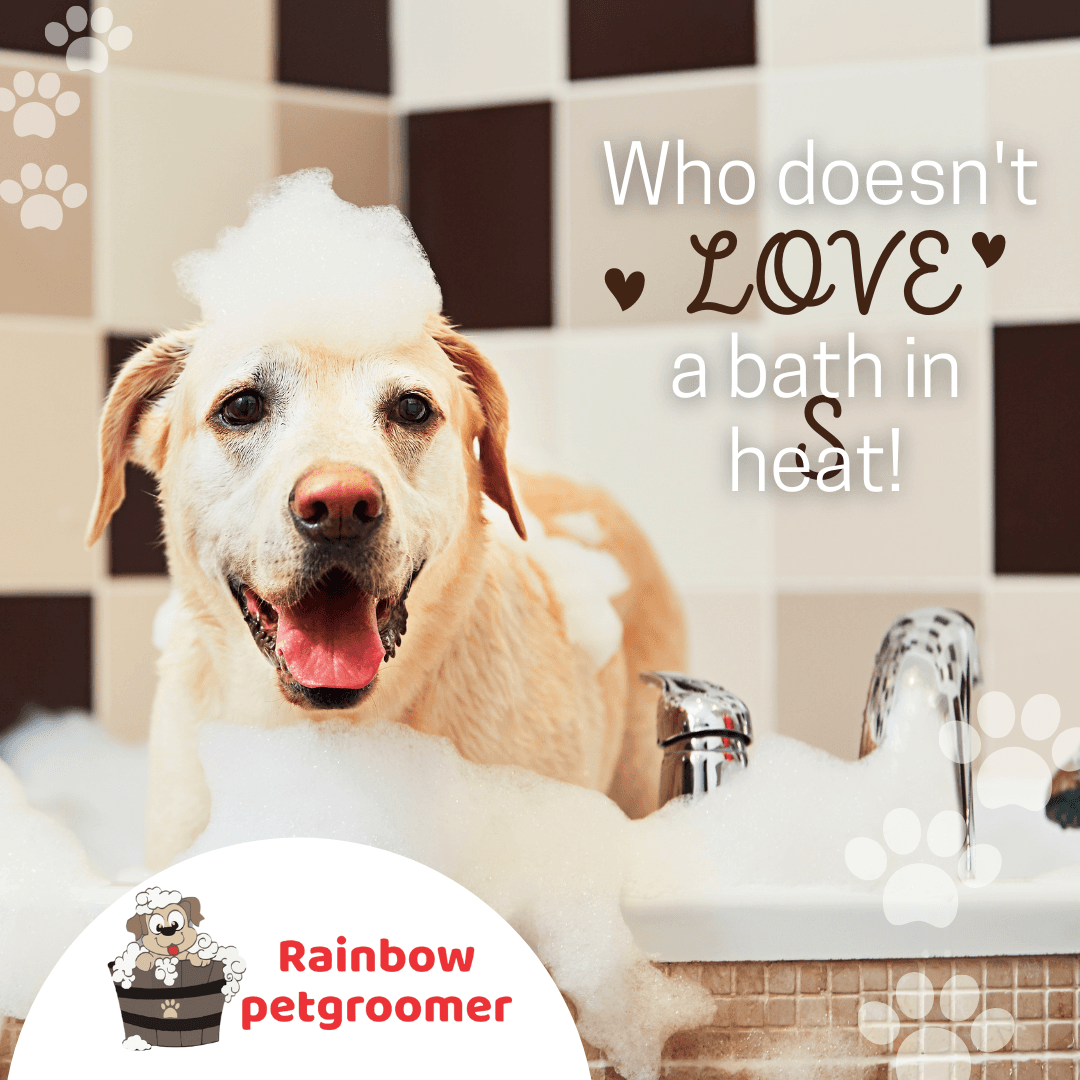 Rainbow Pet Groomer (Mobile) - Pet groomer in South San Francisco, CA