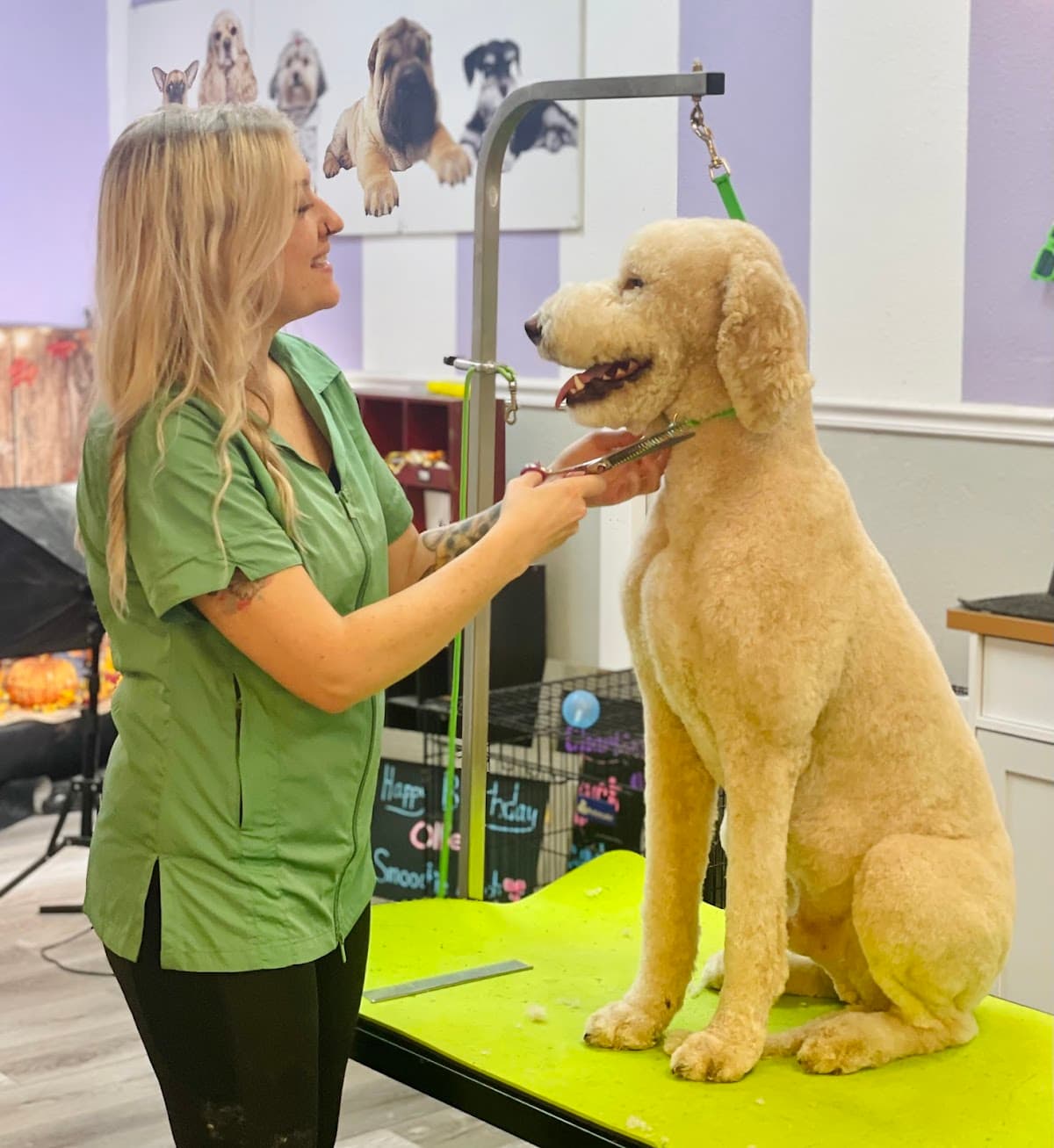 Smoochie Pooch - Pet groomer in Gainesville, FL