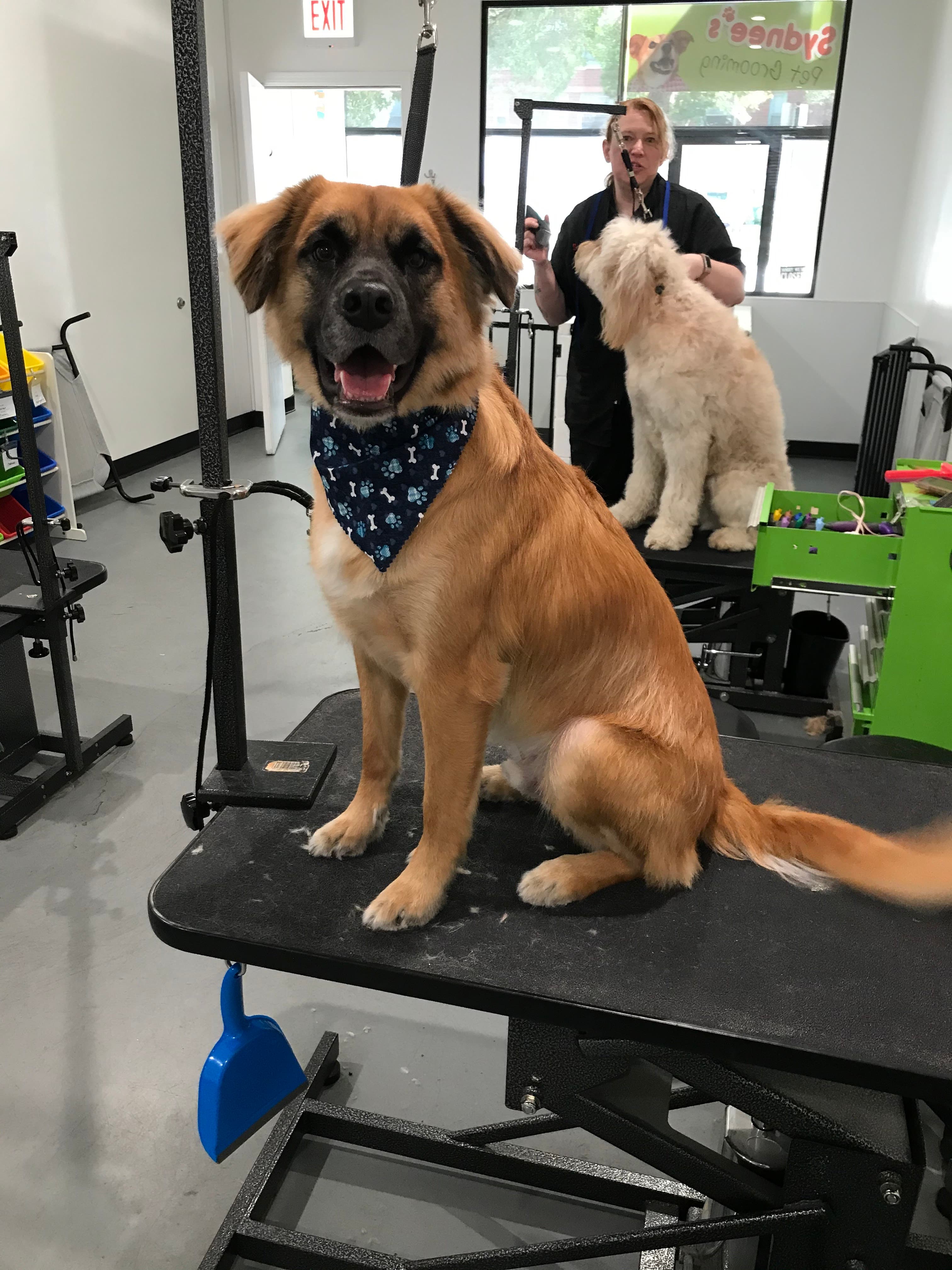 Sydnee's Pet Grooming - Pet groomer in Chicago, IL