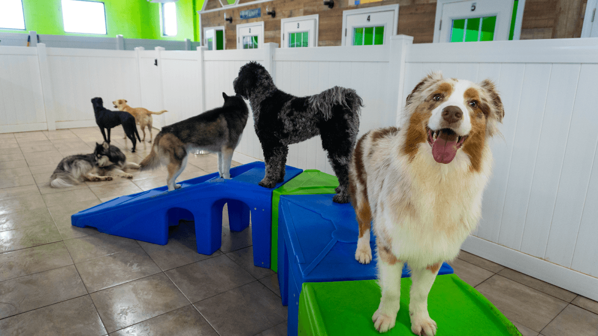 Hounds Town - Aurora - Pet groomer in Aurora, IL