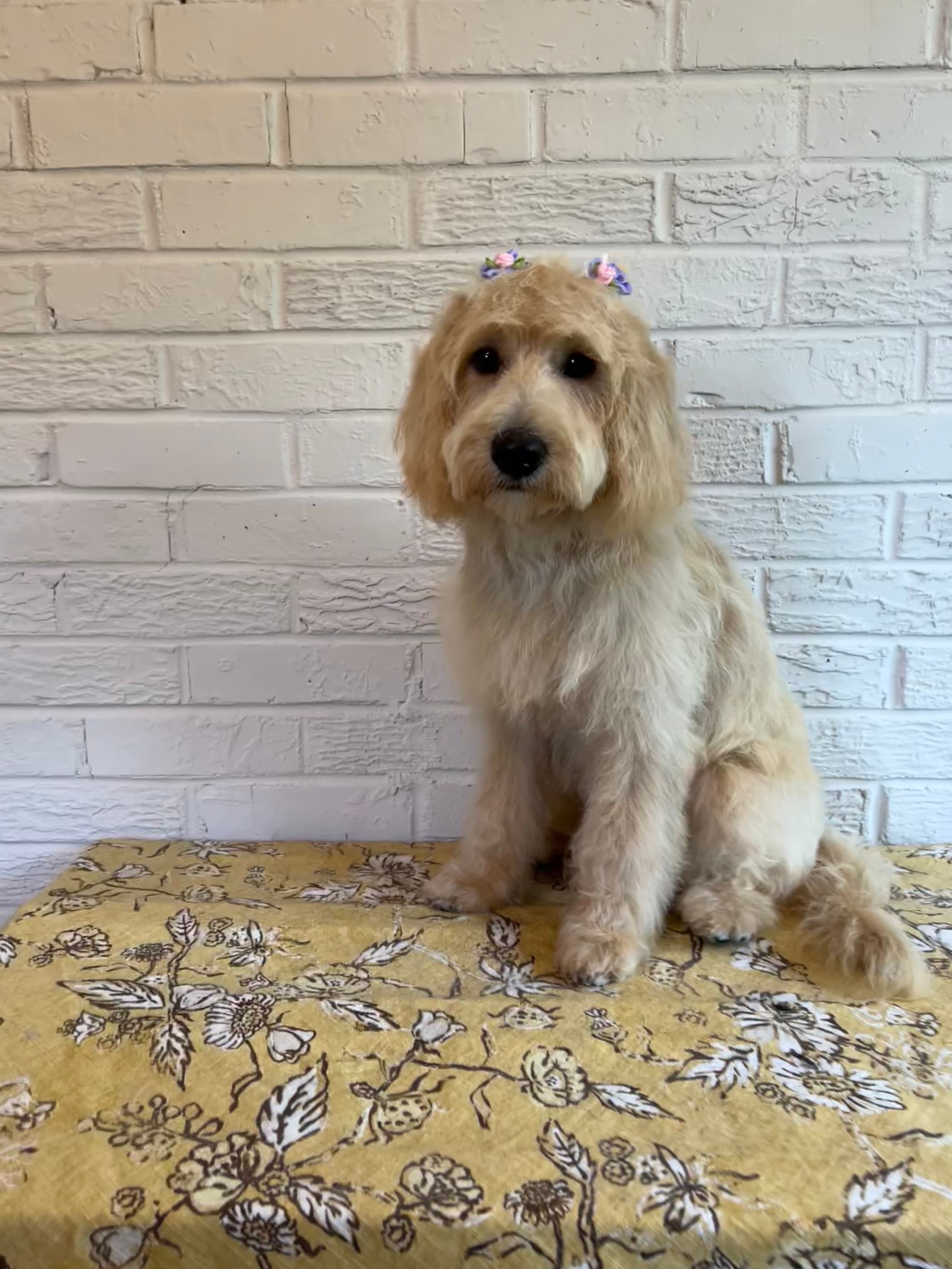 Rose's Pawsh Pets - Pet groomer in Newport News, VA