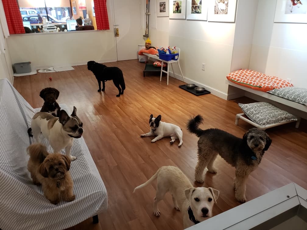 Mutt Hutt - Pet groomer in New York, NY