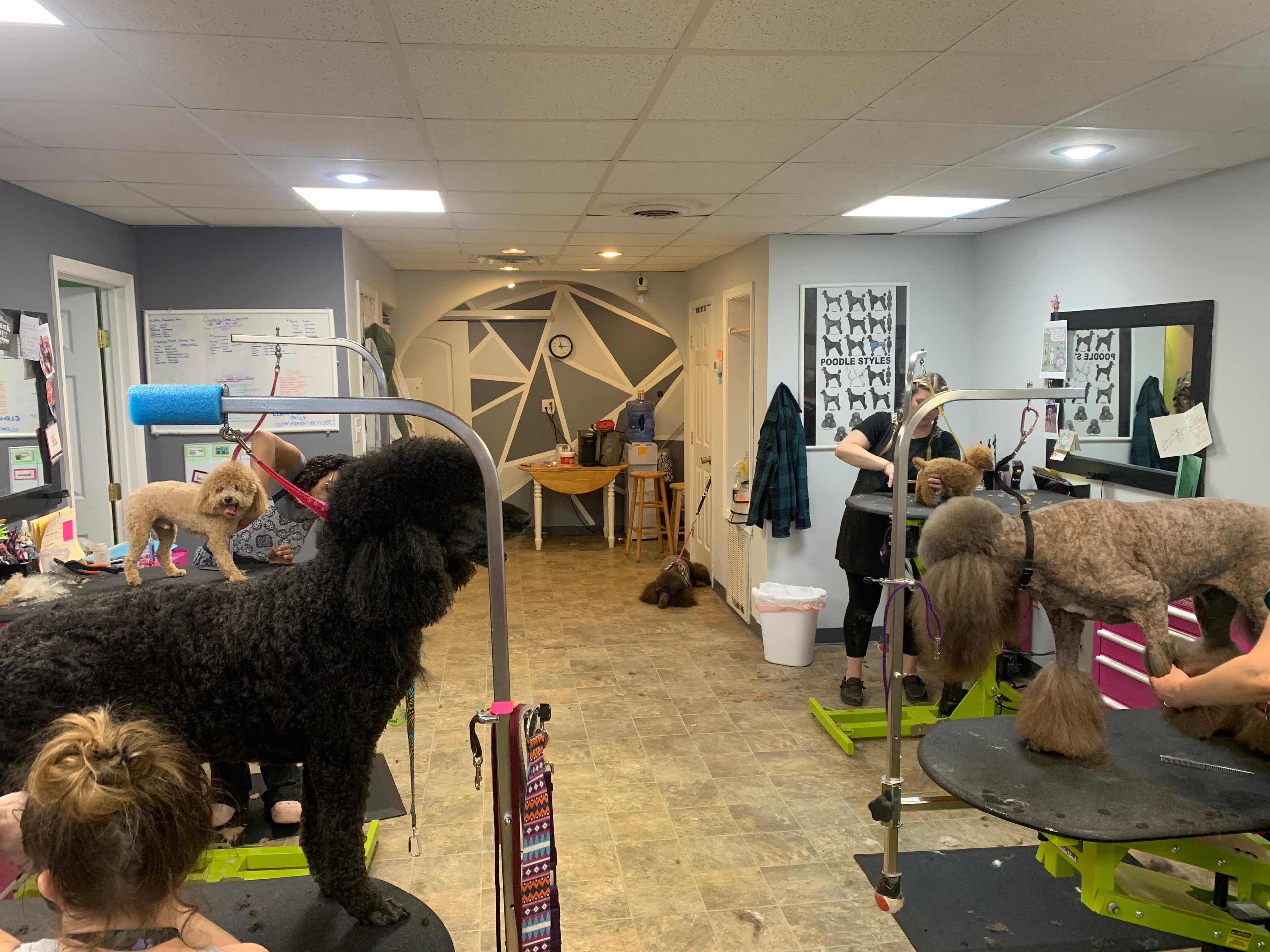 The Grooming Gallery - Pet groomer in Newport News, VA